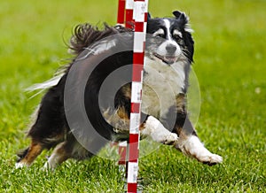 Dog Agility Weave Run